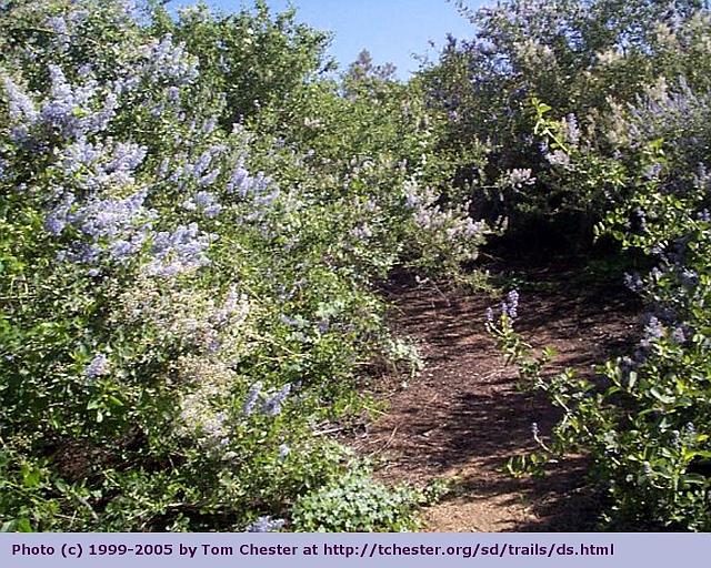 31a California Lilac Agua Tibia Mt, S CA (Tom Chester 1999-2005)