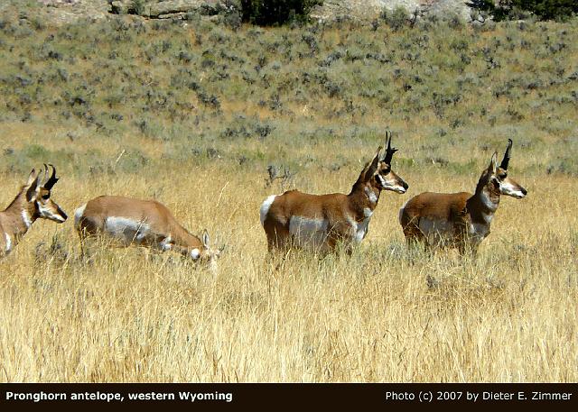 39a Pronghorn, WY