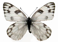 Charles Oberthür (entomologist) - Wikipedia